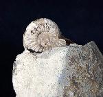 Pleuroceras solare (PHILLIPS 1829) - Bild © FossNet FossilienStore